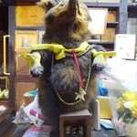 庚申酒場 - 名物のタヌキ