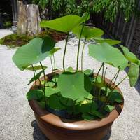 そば茶寮 澤正 - お店の前にキレイな蓮？？