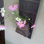 蕎麦 阿き津 - お花。