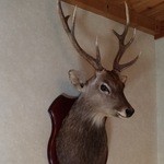 玄関には鹿の剥製が。