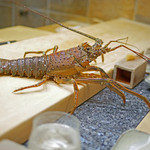 初音鮨 - 伊勢海老