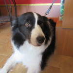 Mar - いつもイイコだね＾＾/