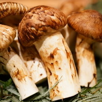 松川 - 2015.10 信州伊那 松茸