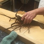 初音鮨 - 伊勢海老