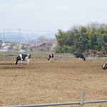 加藤牧場 Baffi - 牛だらけ