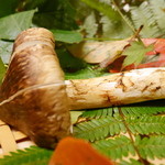 京懐石 吉泉 - 松茸