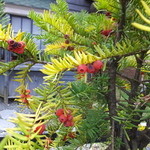 錦水庵 - イチイ（オンコ）