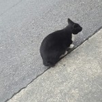 VERTERE Okutama Taproom - 201510路上の猫(野良)