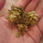 VERTERE Okutama Taproom - 201510奥多摩産ホップ