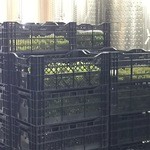 ヴィラデスト ガーデンファーム アンド ワイナリー - この朝収穫したシャルドネ