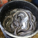 田代 - 活うなぎ