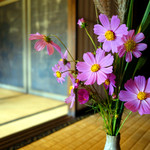 荒手茶寮 - コスモス