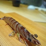 鮨 土方 - 生きてます♪