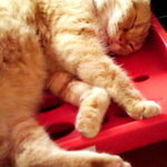 猫の手 - 店内のねこちゃん