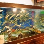 いわし舟 - 水槽には活いわしが一杯泳いでいます
