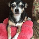 花丸 - 私も1度は食べたいラーメンよ♪