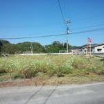 鉄板焼 一本松 - お店の周りの風景　※コスモスが咲いてます(2015.10.16)