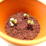 NARISAWA - 何故か植木鉢