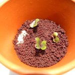 NARISAWA - バター