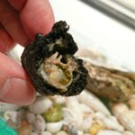 NARISAWA - 自然からの贈り物