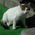 寿し処たかつか - 2015.10　小樽に猫はつきものです