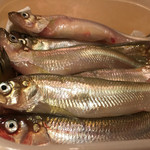 鮨　さるたひこ - 本ししゃもを焼く前にパチリ