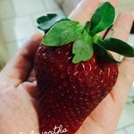 Woolworths - 真っ赤な大きなイチゴ〜♪見た目は甘そうに見えるけど甘くないよんwでも美味しい