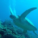 亀千人 久茂地店