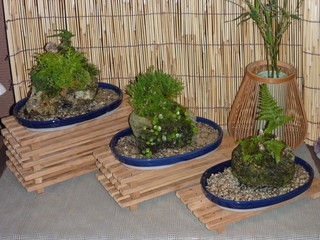 Shintou - 店内中央に飾られた盆栽