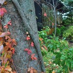 トラットリア プリモ - 今日も木々がで迎えてくれます（秋）