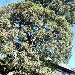 Garden Cafe Momo - お店のｼﾝﾎﾞﾙﾂﾘｰでしょうか樹齢ｳﾝ年の「ﾔﾏﾓﾓ」でごじゃるよ√