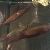次郎 - 料理写真:次郎の活イカは水槽で泳ぐ活イカをお刺身致します！