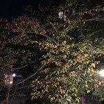 IT'S GION 2 DEUX - 紅葉ちらほら 桜の木に二羽の鷺が寝床を。