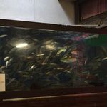 いわし舟 - 水槽