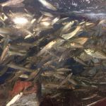 いわし舟 - 鰯や鯵、はも等色々いました