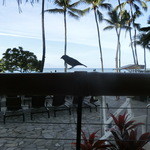 DUKE'S WAIKIKI - 鳥が遊びに来ます。