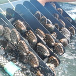 Big Island Abalone Corporation - 養殖アワビ