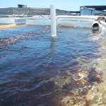 Big Island Abalone Corporation - アワビの餌の海藻も養殖しています。