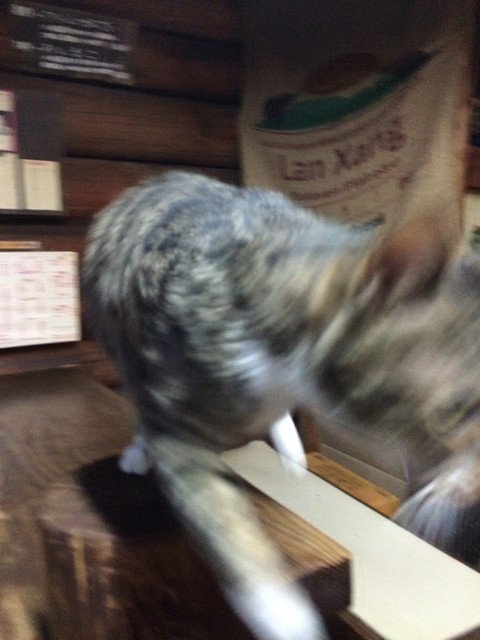 ディープすぎる猫カフェ By 粉パンダ ポポ 阿左美 喫茶店 食べログ ディープすぎる猫カフェ By 粉パンダ ポポ 阿左美 喫茶店 食べログ