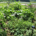 農家れすとらん横一 - 山菜だらけの庭