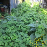 農家れすとらん横一 - 庭は山菜だらけ