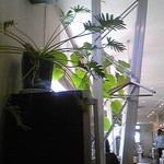 43668497 - 観葉植物がたくさん