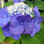 ピザハウス　こっぺ - 