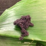 すし処　佐藤 - 