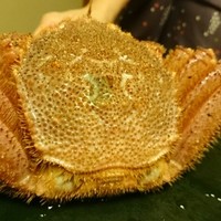 かに道楽 練馬谷原店 - 毛かに(姿茹前の活毛かに)   大      ￥浜値     (￥16,200～)