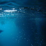 ブラッスリー・ベルデマール - 2010/06/27 青の洞窟