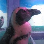ペンギンのいるダイニングバー沖縄 - 