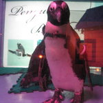 ペンギンのいるダイニングバー沖縄 - ペン太くんカメラ目線
