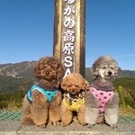 ひるがの高原サービスエリア下り線 - わんこの記念写真☆