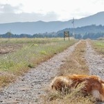 ソラノネ食堂 - 